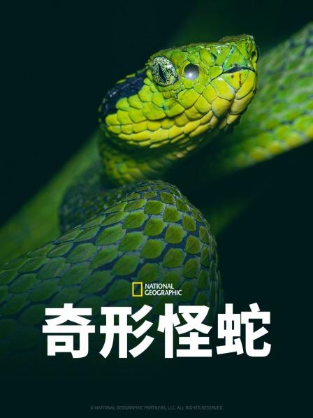 明星爆料《奇形怪蛇》免费在线观看